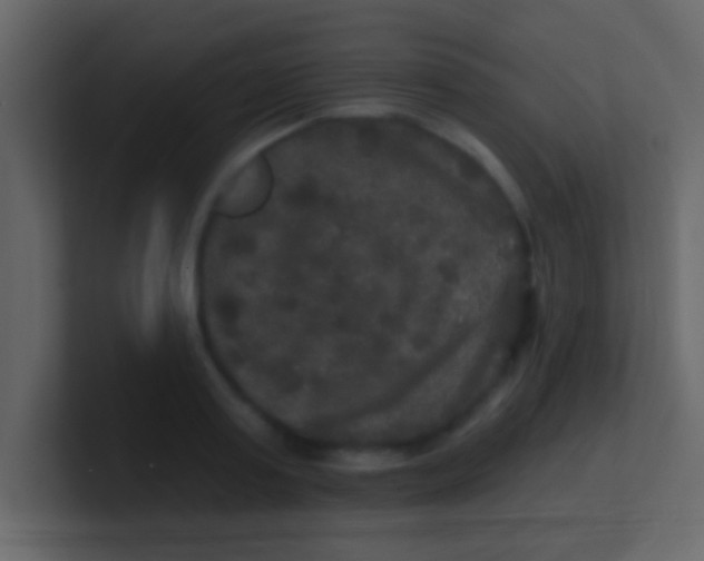 X0000100840795200807070932