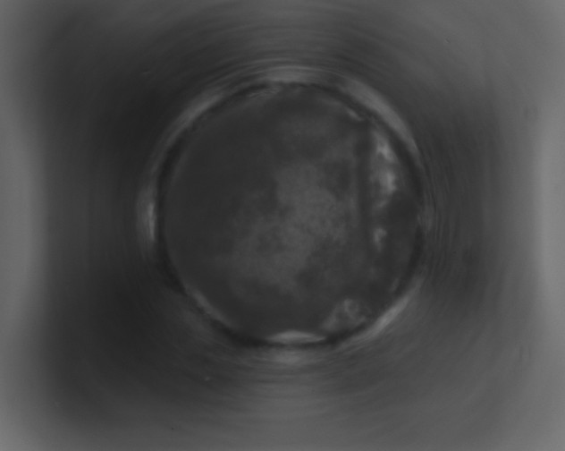 X0000100840829200807070931