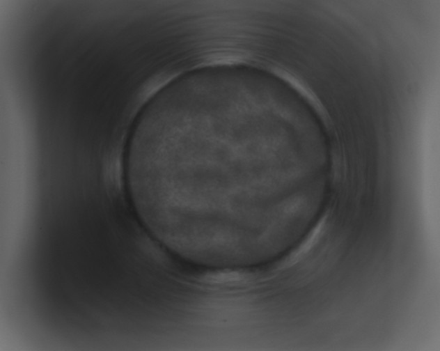 X0000100840834200807070931