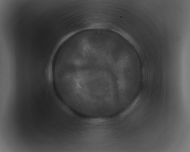 X0000100840838200807070931