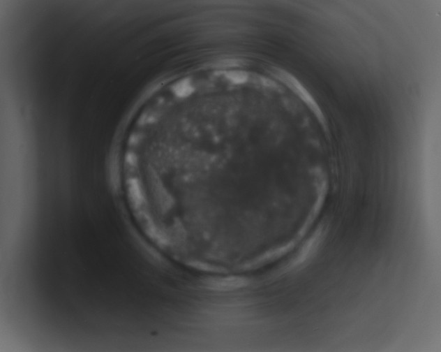 X0000100840851200807070931