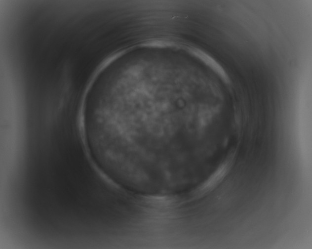 X0000100840855200807070931