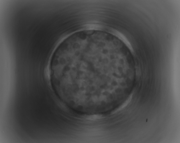 X0000100840891200807070930