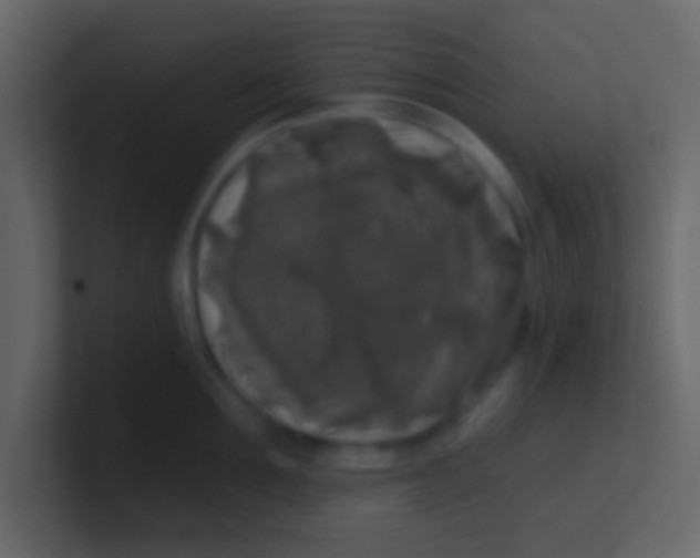 X0000100840907200807070930