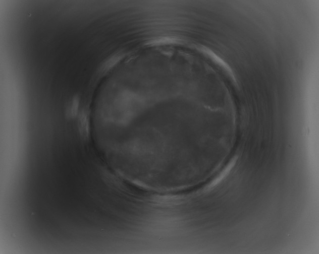 X0000100840921200807070930