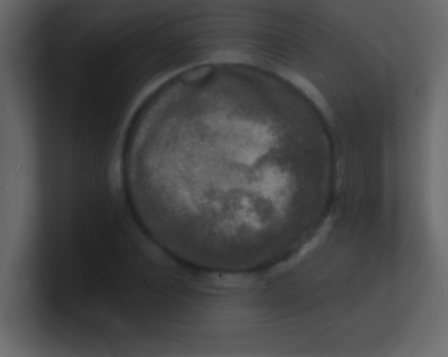 X0000100840928200807070930