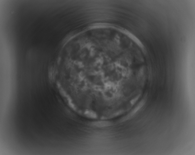 X0000100840953200807070930