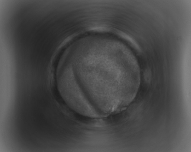 X0000100840968200807070929