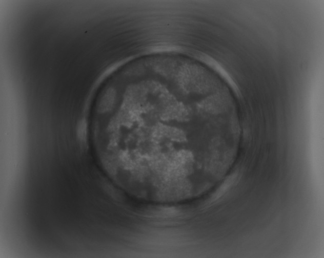 X0000100840975200807070929