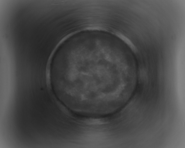 X0000100840976200807070929