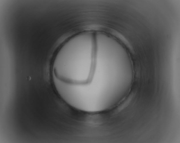 X0000100840978200807070929