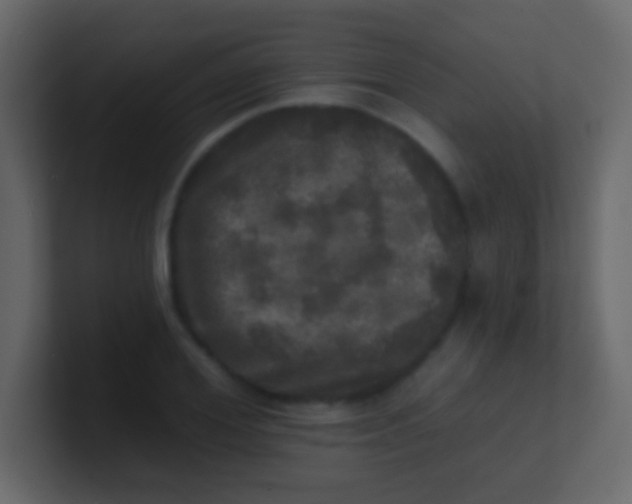 X0000100840980200807070929