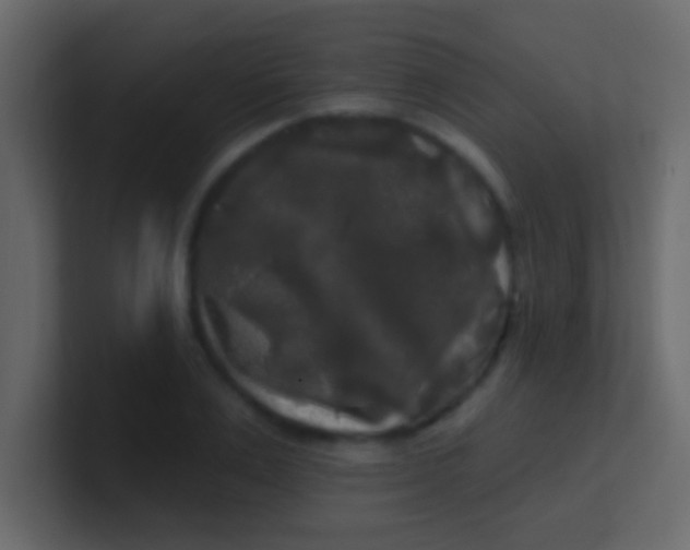 X0000100840983200807070929