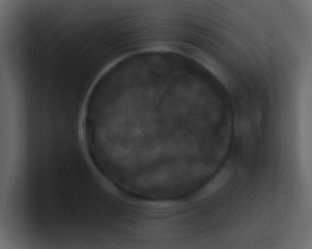 X0000100840988200807070929