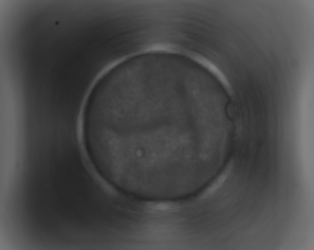 X0000100840991200807070929