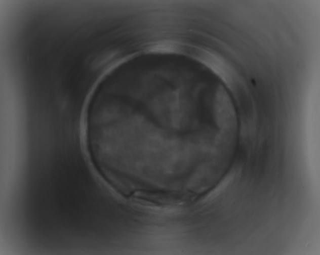 X0000100840992200807070929