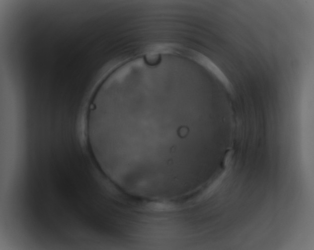 X0000100840994200807070929