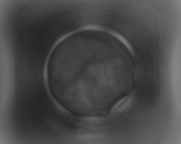 X0000100840999200807070929