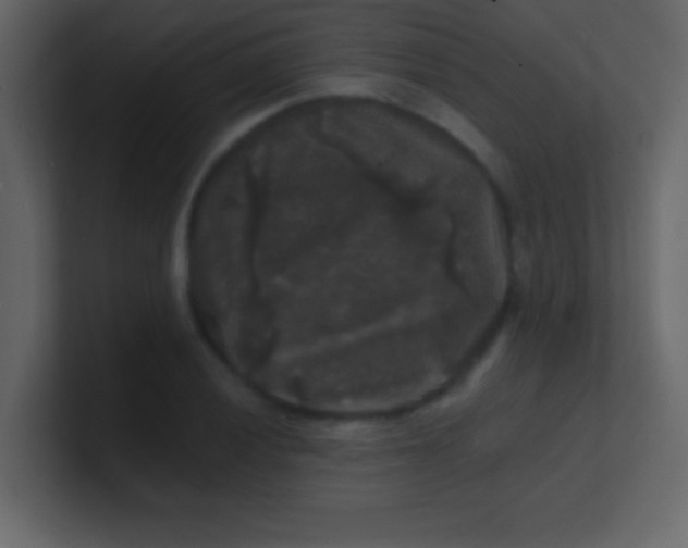 X0000100841028200807070929