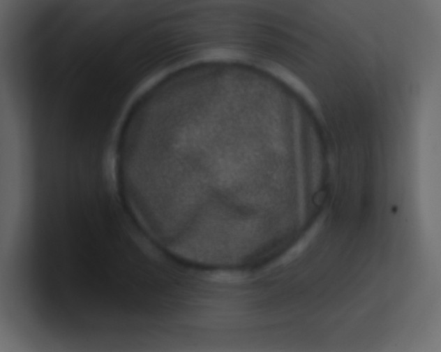 X0000100841029200807070929