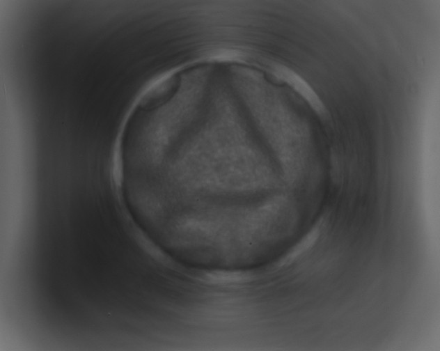 X0000100841036200807070929