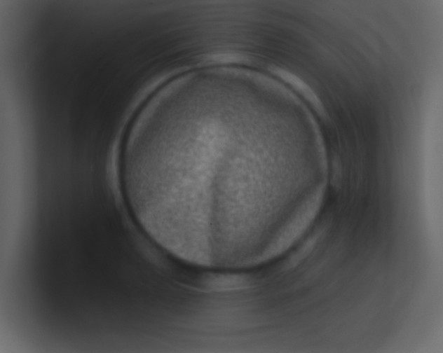 X0000100841039200807070929