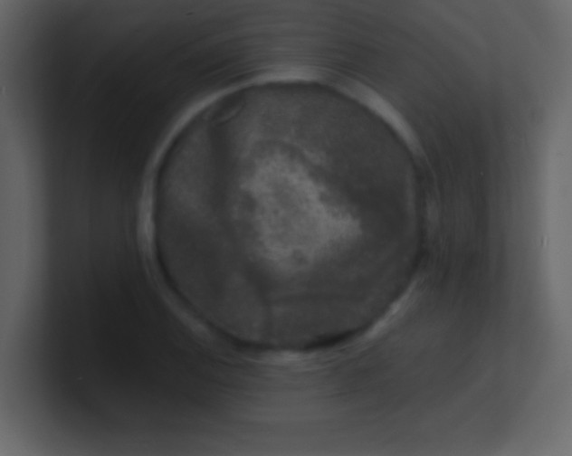 X0000100841124200807070927