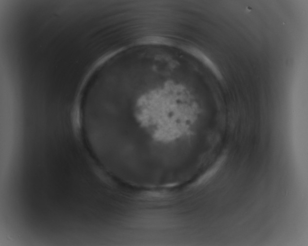 X0000100841125200807070927