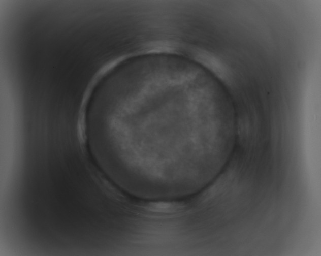 X0000100841172200807070927