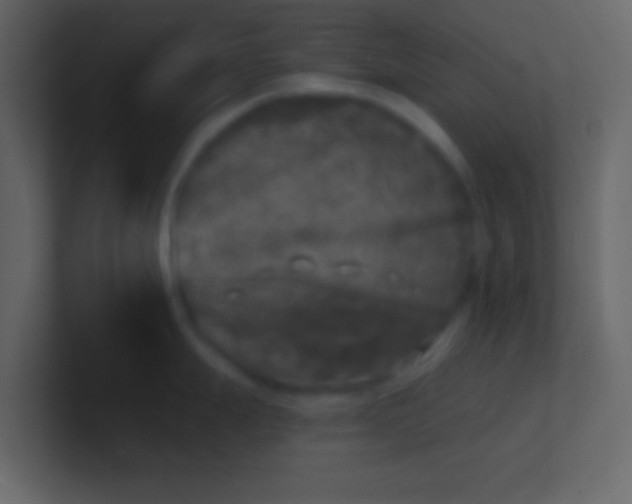 X0000100841247200807070926