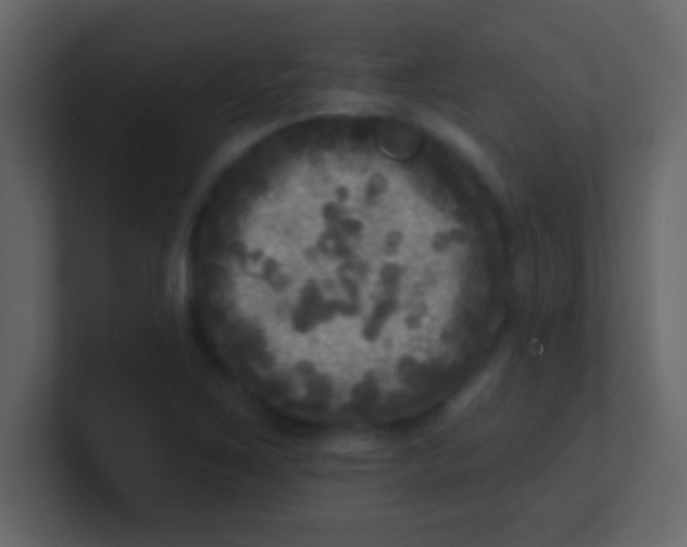 X0000100841267200807070926