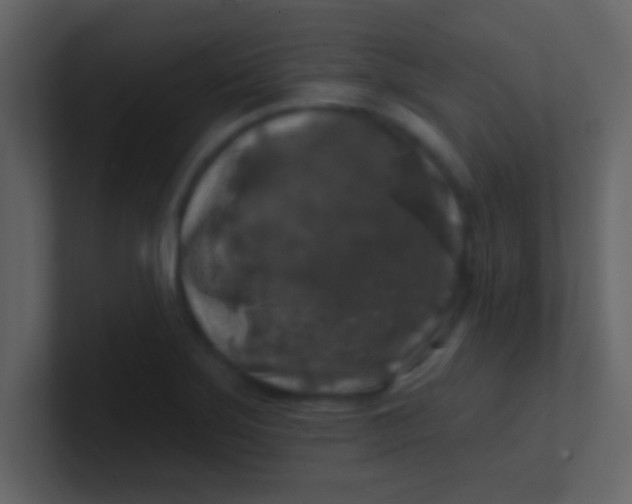 X0000100841275200807070925