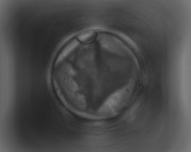 X0000100841279200807070925