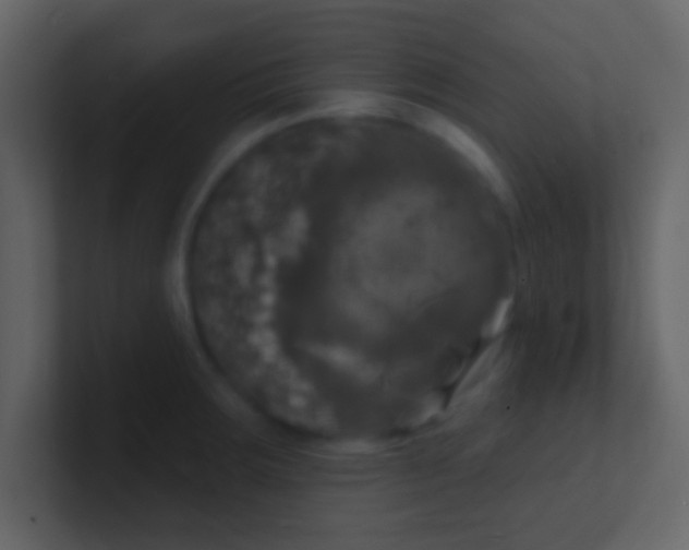 X0000100841283200807070925