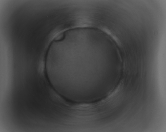 X0000100841459200807070923