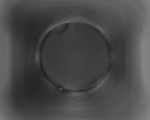 X0000100841506200807070922