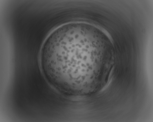 X0000100841533200807070922