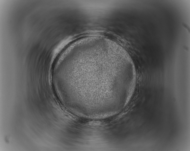 X0000100840294200807111158