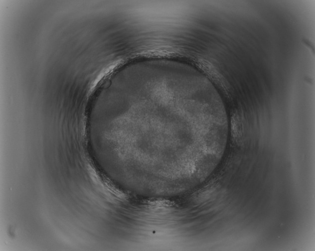 X0000100840396200807111156