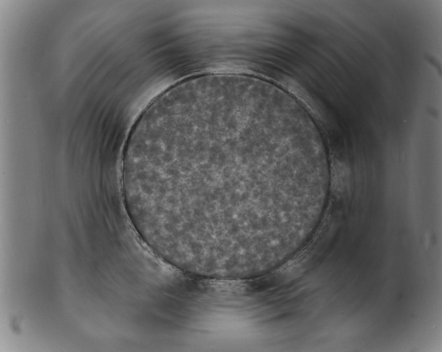 X0000100840856200807111149