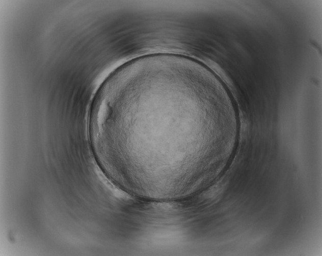 X0000100841246200807111144