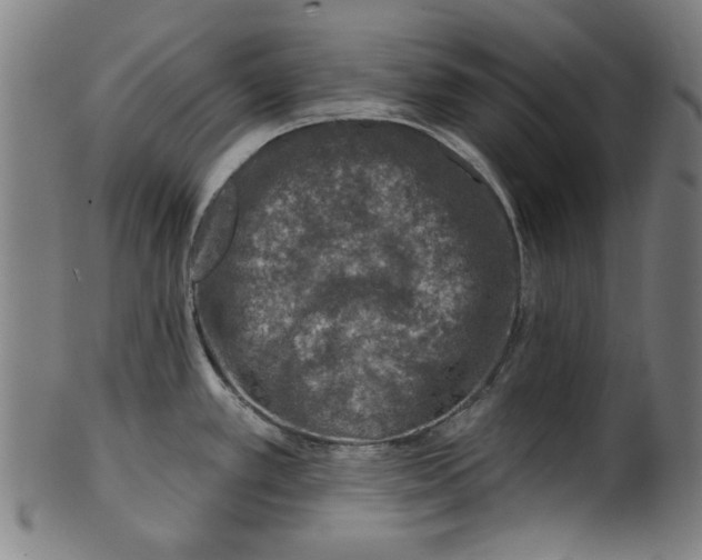 X0000100841389200807111141