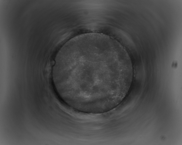 X0000100840036200807180931