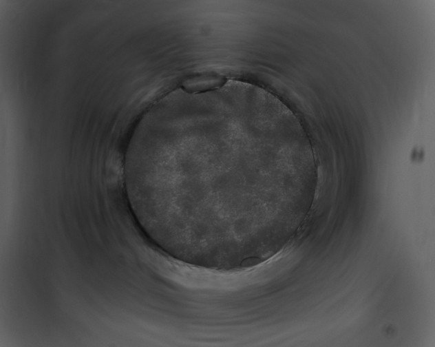 X0000100840048200807180931