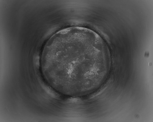 X0000100840067200807180930