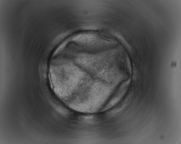 X0000100840068200807180930