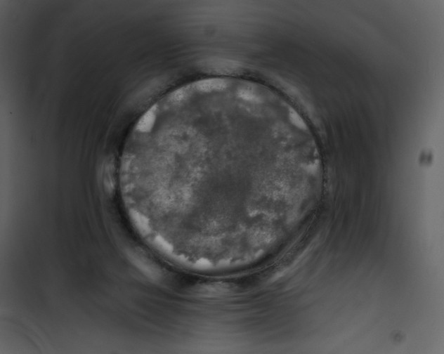 X0000100840069200807180930