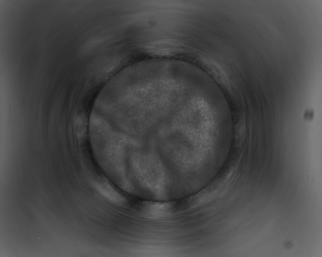 X0000100840081200807180930