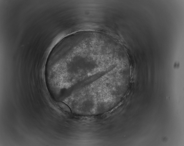 X0000100840099200807180930