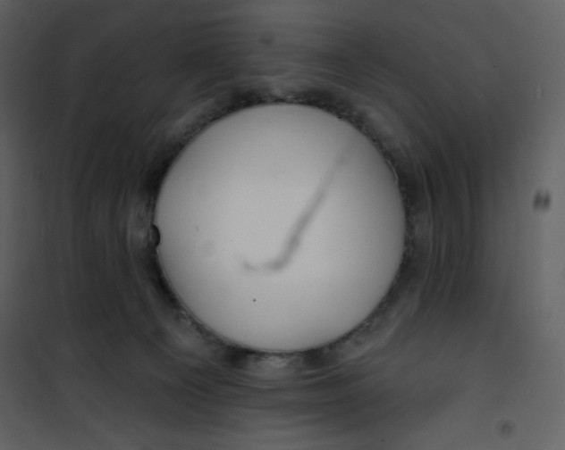 X0000100840129200807180929